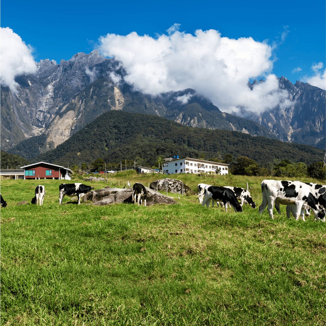 Kundasang
