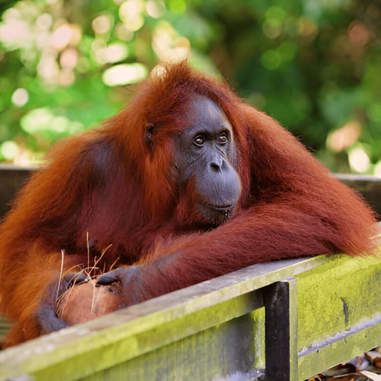 Semenggoh Wildfire Centre